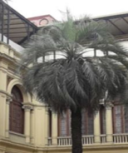 PALMERA